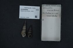 Naturalis Biodiversity Center - RMNH.MOL.176836 - Mesalia varia (Kiener, 1844) - Turritellidae - Mollusc shell.jpeg