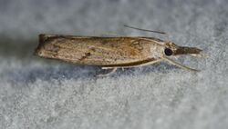 Neodactria luteolellus (Hugh felt moderately confident about this ID) (14234067870).jpg
