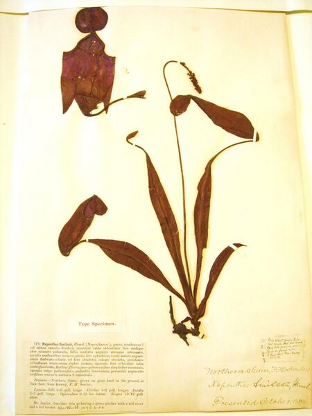 File:Nepenthes smilesii type specimen.jpg