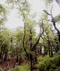 Nothofagus truncata in Hard beech forest.jpg