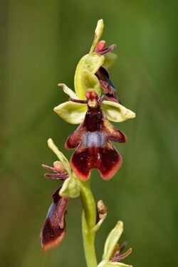 Ophrys insectifera - Niitvälja2.jpg