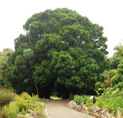 Outeniqua Yellowwood tree Cape Town.jpg