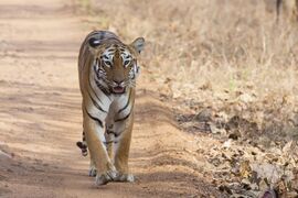 A tiger walking towards the camera