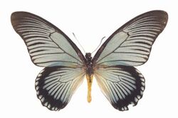 Papilio zalmoxis ulster.jpg