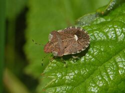 Pentatomidae - Dyroderes umbraculatus.JPG