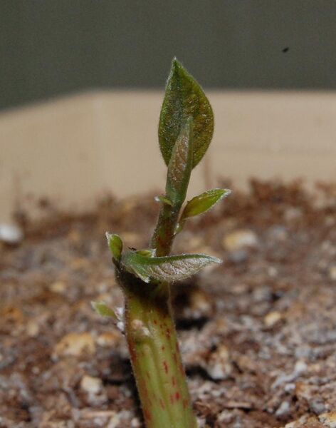 File:Persea americana (Avocado) Sprout 08May2010.JPG