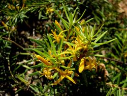 Persoonia chamaepeuce.jpg