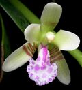 Phalaenopsis japonica (Rchb.f.) Kocyan & Schuit., Phytotaxa 161- 67 (2014). (34153976831) (2) - cropped.jpg