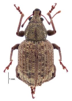 Phlyctinus callosus dorsal.jpg