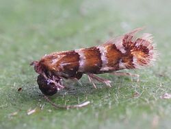 Phyllonorycter kleemannella (43806871761).jpg