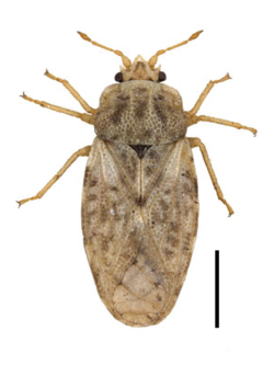 Piesma maculatum.png