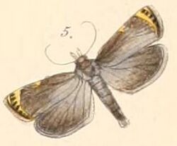 Pl.108-05-Imma costipuncta (Felder & Rogenhofer, 1874).JPG