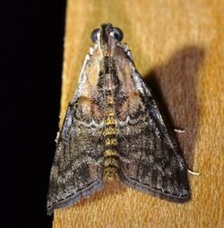 Pococera expandens - Striped Oak Webworm Moth (14662052674).jpg