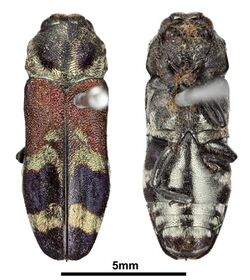 Polyonychus tricolor (Saunders, 1866) Type.jpg