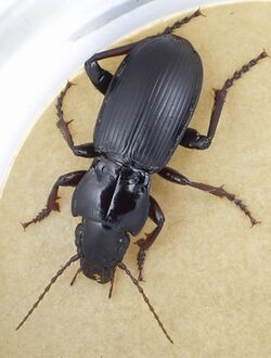 Pterostichus morionides.jpg