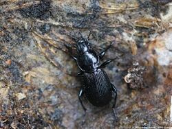 Pterostichus rhaeticus 02.JPG