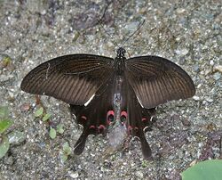 Red Helen (Papilio helenus) at Samsing, Duars, WB W IMG 6219.jpg
