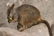 Brown wallaby