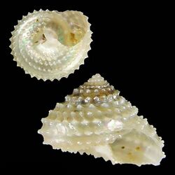 Seashell Calliotropis yukikoae.jpg