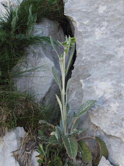 Senecio thapsoides ssp visianianus.JPG