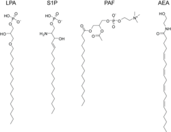 Signaling lipids2.png