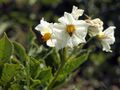 Solanum tuberosum Hela (04).jpg