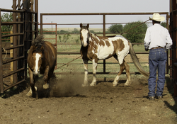 Stock horses in corral.png