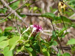 Strophanthus sarmentosus 0002.jpg