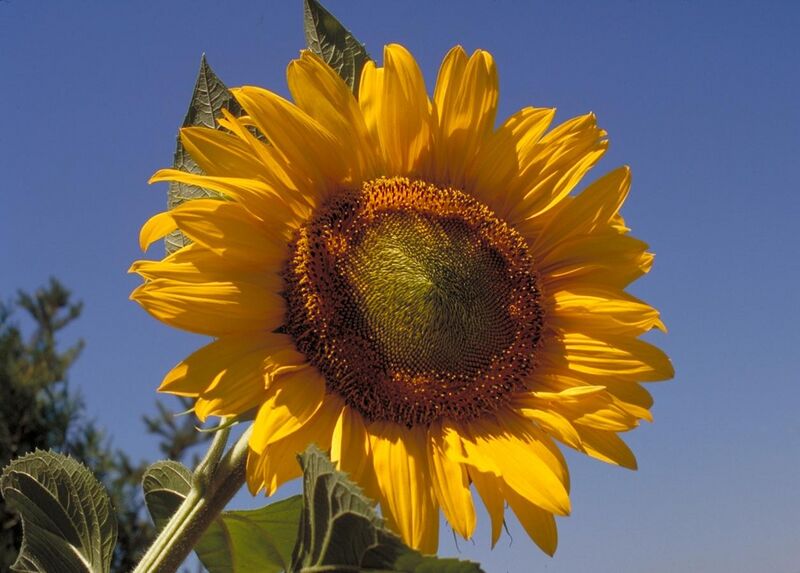 File:Sunflower10094.jpg
