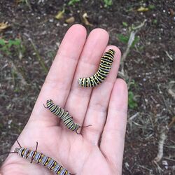 Swallowtail Caterpillar, Monarch Caterpillar & Queen Caterpillar in Florida (27224446333).jpg