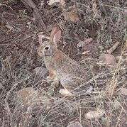 Brown rabbit