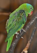Green parrot with blue nape and red beak