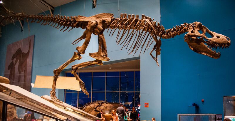 File:Tarbosaurus bataar mount - Dinosaur Mysteries exhibit.jpg