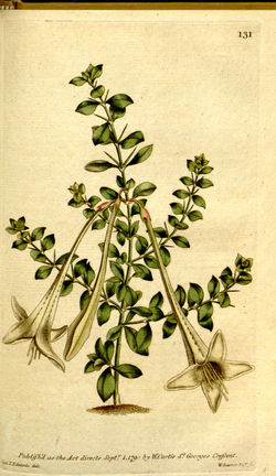 The Botanical Magazine, Plate 131 (Volume 4, 1791).png