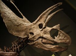Titanoceratops ouranos skull by Nick Longrich.jpg