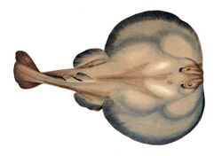 Drawing of a ray with a kidney-shaped outline outside of each eye