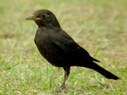 Turdus merula mandarinus Hong Kong 6.jpg