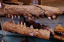 A photograph of a partial mosasaur skull