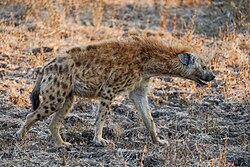 Walking Spotted Hyena Luangwa Jul23 A7C 05771.jpg