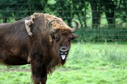 What colour is a European Bison's tongue? (955617578).jpg