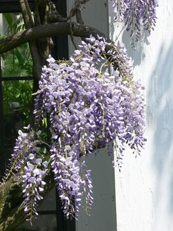 Wisteria floribunda5.jpg