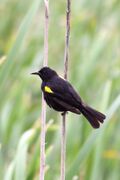 Yellow-winged Blackbird.jpg