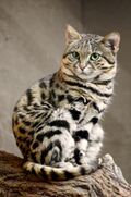 Dappled Black-footed cat on a branch