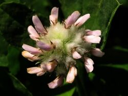 "trébol de algodón" * Trifolium tomentosum L. (7568888288).jpg