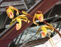 兜蘭屬 Paphiopedilum gigantifolium -台南國際蘭展 Taiwan International Orchid Show- (26028600447).jpg
