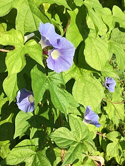 2016-08-16 08 30 35 Morning Glory flowers along Tranquility Court in the Franklin Farm section of Oak Hill, Fairfax County, Virginia.jpg