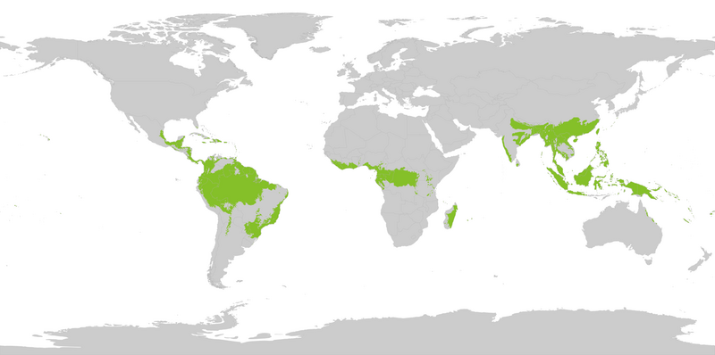File:800px-tropical wet forests.png