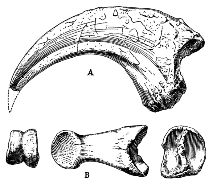 File:AMNH 6368 Therizinosaur.png