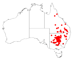 Acacia homalophyllaDistMap440.png