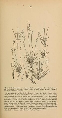 American grasses (1897) (17525626324).jpg